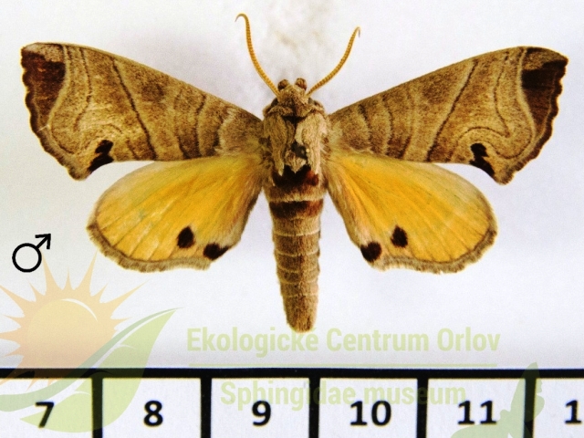 Gynoeryx pauliani